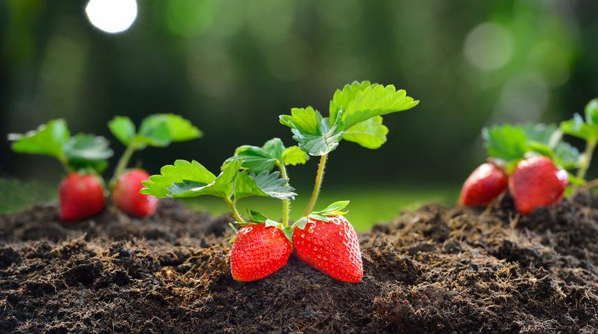 Çilek çimlendirme nasıl yapılır, nasıl yetiştirilir? Çilek ne kadar zamanda çimlenir? 