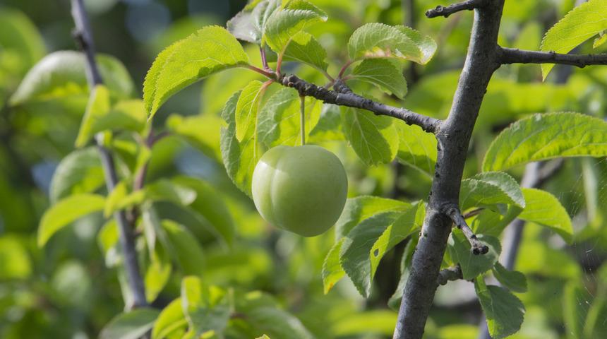 Erik çekirdeği çimlendirme nasıl yapılır, saksıda yetişir mi? Erik çekirdeği toprağa nasıl dikilir? 