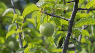 Erik çekirdeği çimlendirme nasıl yapılır, saksıda yetişir mi? Erik çekirdeği toprağa nasıl dikilir? 