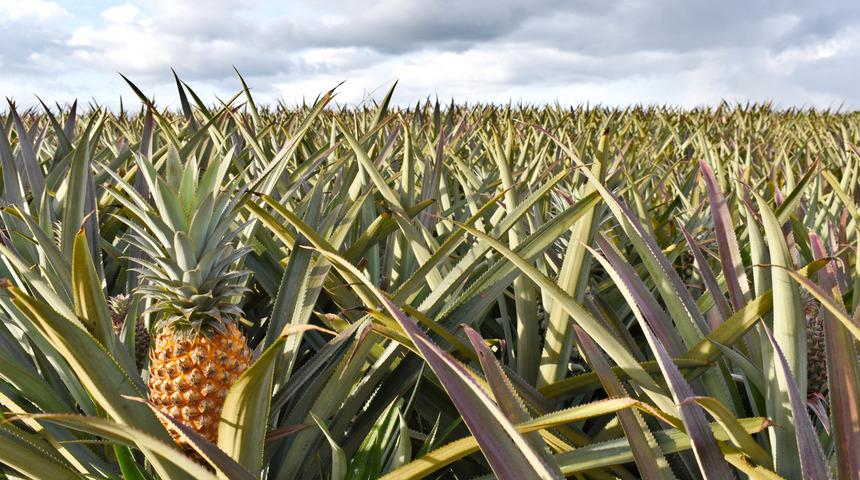 Ananas nerede yetişir? Ananas hangi mevsimde, ağaçta mı yetişir?