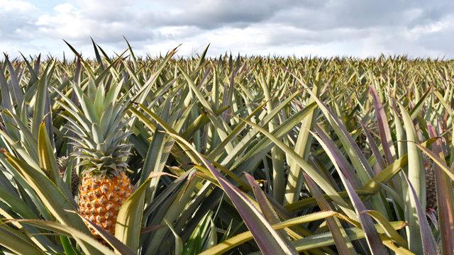 Ananas nerede yetişir? Ananas hangi mevsimde, ağaçta mı yetişir?