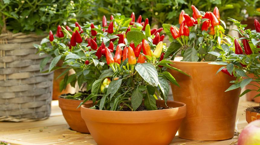 Biber kaç günde bir sulanır, kaç günde yetişir? Biber fidesi suyu sever mi, biber nasıl hızlı büyür? 