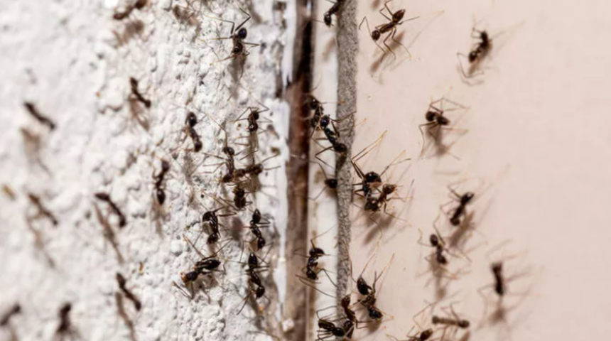 Evdeki karıncaların k&ouml;k&uuml;n&uuml; kurutuyor! Karıncaları uzaklaştırmak i&ccedil;in kesin &ccedil;&ouml;z&uuml;m