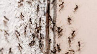 Evdeki karıncaların kökünü kurutuyor! Karıncaları uzaklaştırmak için kesin çözüm