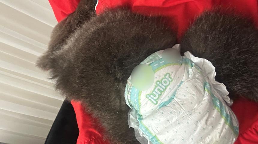 'Yogi' için sürekli eve gelip, fotoğraf çektirdiler! "Çocuktan farkı yok”