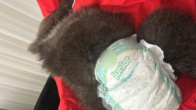 'Yogi' için sürekli eve gelip, fotoğraf çektirdiler! Çocuktan farkı yok”