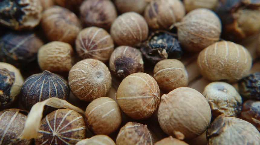 Hazinenin değeri bilinmiyor! Kanserden koruyor, doğal afrodizyak etkisi yaratıyor