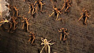 Arkadaşları 'senden kim böcek alacak' demişti... Yılda 1 milyon çekirge üretiyor! 'Yoğun talep var'