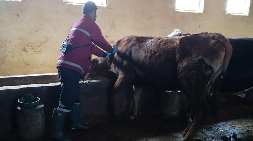Erzincan’da şap hastalığıyla mücadele sürüyor