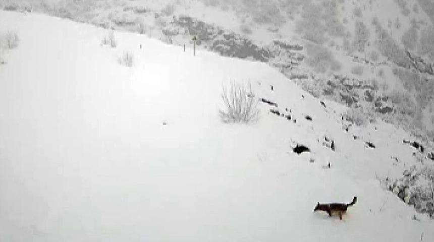 Köye inen kurt böyle görüntülendi