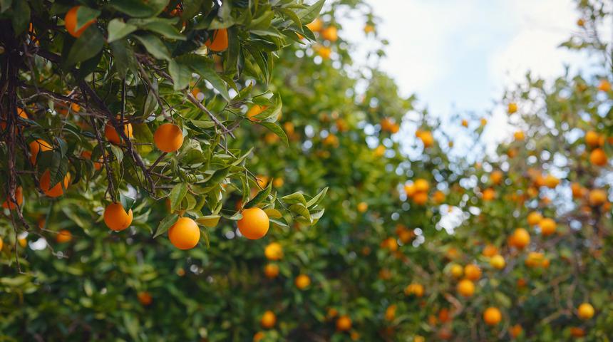 Mandalina çekirdeği çimlendirme nasıl yapılır, evde yetişir mi? Mandalina çekirdeği kaç günde çimlenir? 