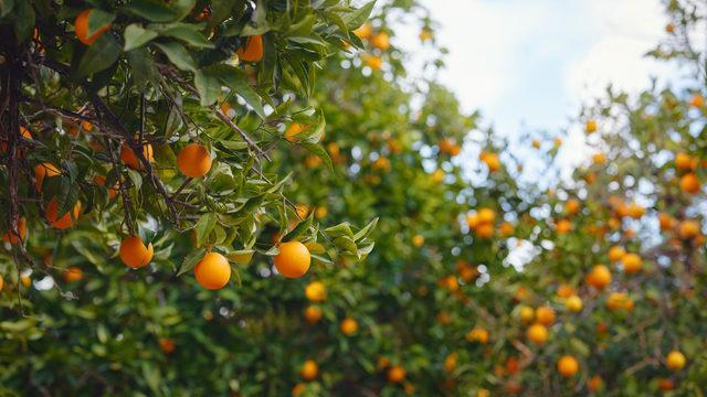 Mandalina çekirdeği çimlendirme nasıl yapılır, evde yetişir mi? Mandalina çekirdeği kaç günde çimlenir? 