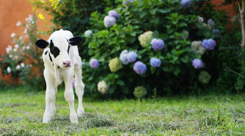 İnek kaç ayda doğurur, kaç saatte doğum yapar? İneklerde gebelik süresi nedir? 