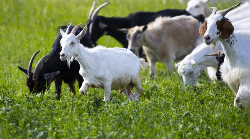 Keçi kaç ayda doğurur, kaç yaşında yavrular? Keçilerin gebelik süresi nedir, yılda kaç yavru doğurur? 