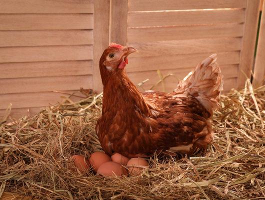 Tavuk yumurtasını neden yer?