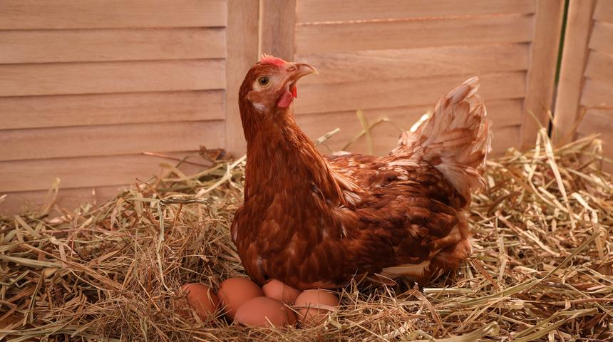 Tavuk yumurtasını neden yer? Tavuklar kendi yumurtalarını yiyorsa ne yapmalıyız, protein olarak ne verilmeli? 