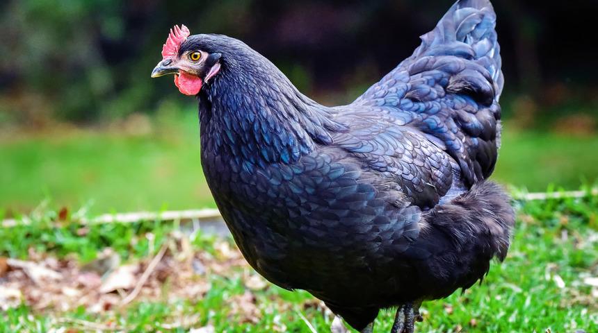 Ataks tavuk özellikleri nelerdir, kaç aylıkken yumurtlar? Ataks tavuk yumurta verimi nedir, bakımı nasıl olmalıdır?