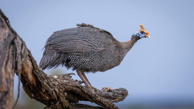 İran tavuğu yumurtası kuluçka süresi nedir, yılda kaç yumurta yapar? İran tavuğu yumurtası yenir mi?