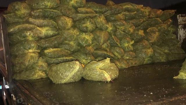 Durdurulan tırda bulundu! Tonlarca kaçak midyeye el konuldu