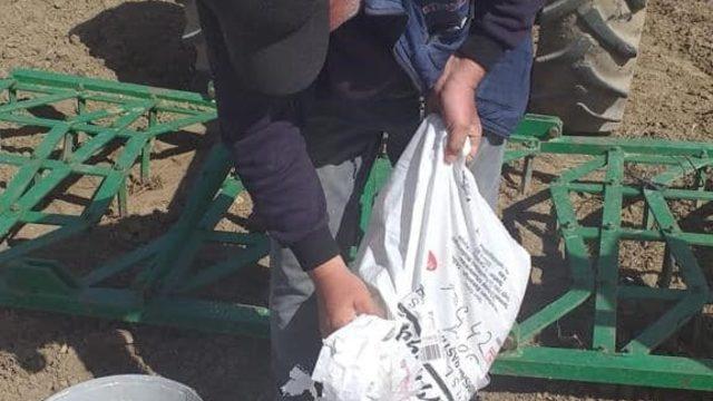 İscehisar’da yağ üretiminde kullanılan Aspir Koç42 bitkisi ekildi