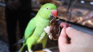 Bu etin kilosu 22 bin TL, tüketicisi ise çok başka! Wagyu etine düşkün papağan Ayaz herkesi şaşırttı: Diğer etleri gagası ile itiyor...