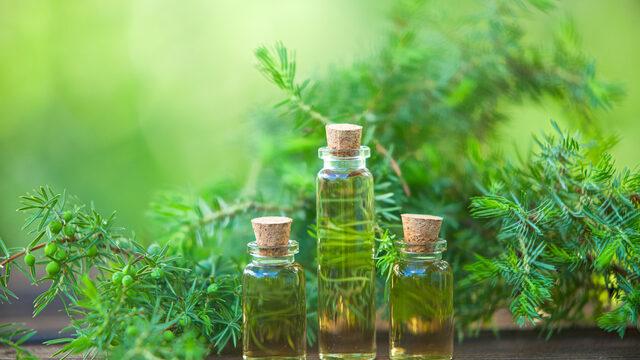 Çay ağacı yağı faydaları nelerdir, içilir mi? Çay ağacı yağı nasıl kullanılır, ne işe yarar? 