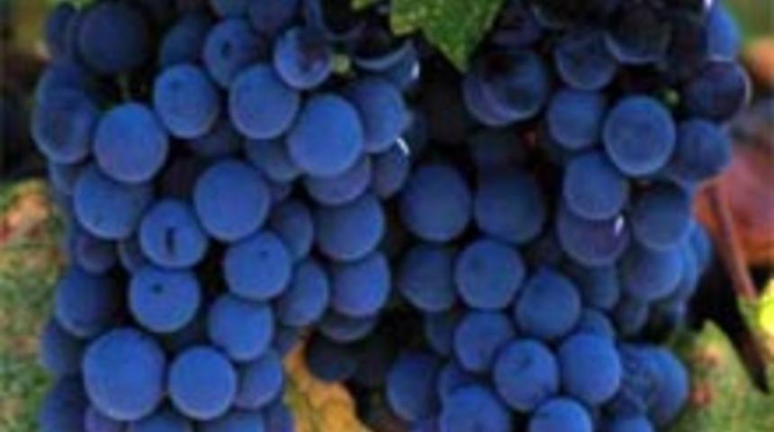 &Uuml;z&uuml;m Diyetiyle 3 G&uuml;nde 3 Kilo Verin