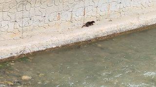 Nesli tükenme tehlikesi altındaki su samuru Harşit Çayı’nda görüntülendi