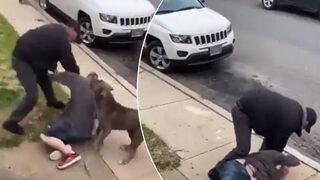 Köpek kavgasına sahipleri de katıldı! Ortalık bir anda savaş alanına döndü... Küçük köpeğine saldıran Pitbull’u ve sahibini dövdü