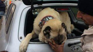 Kayseri'de köpek dövüştürenlere operasyon