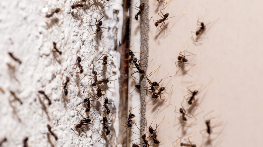 G&ouml;remiyoruz ama her yerdeler! Evinizin b&ouml;ceklerle kuşatıldığını g&ouml;steren gizli işaretler