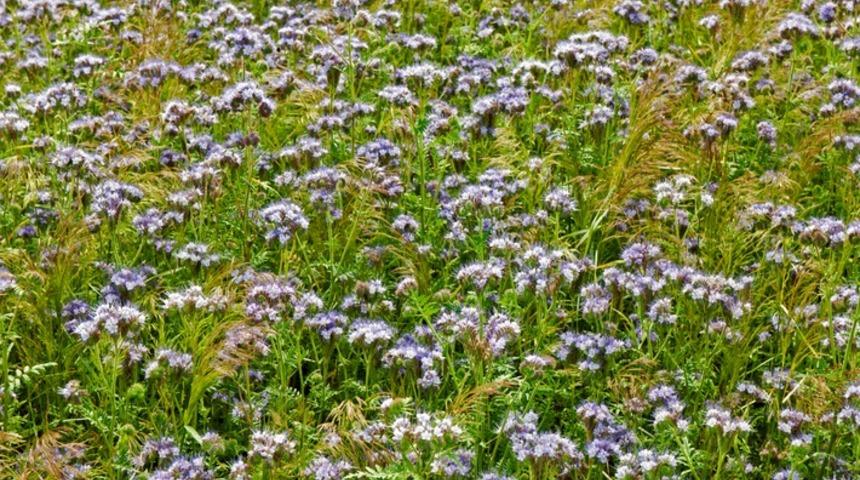 Bunları bilseniz &ccedil;ay yerine oğul otu i&ccedil;erdiniz