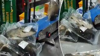 Sosyal medyada tepki çeken görüntüler! Çin’de bir fabrikada balıkları canlı canlı paketleyip satışa hazırladılar