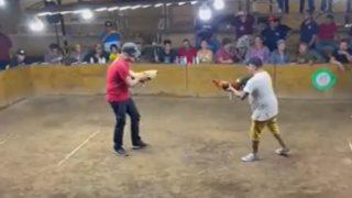 Horoz dövüşünde beklenmeyen hamle! Arenada öfkelenen horoz rakibi yerine sahibine saldırdı