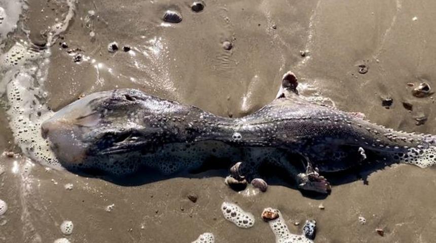 Kıyıya vuran gizemli canlı panik yarattı! Kimse ne olduğunu bilmiyor... “Umarım birileri araştırmıştır”