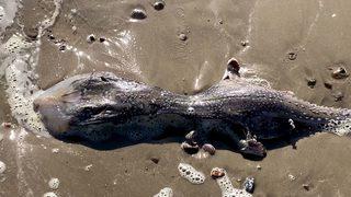 Kıyıya vuran gizemli canlı panik yarattı! Kimse ne olduğunu bilmiyor... “Umarım birileri araştırmıştır”