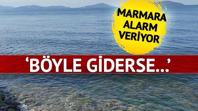 'Böyle giderse sadece fotoğraflarda göreceğiz' Marmara'daki o tehlikeye dikkat çekti! 'En son denizdeydi artık yok'