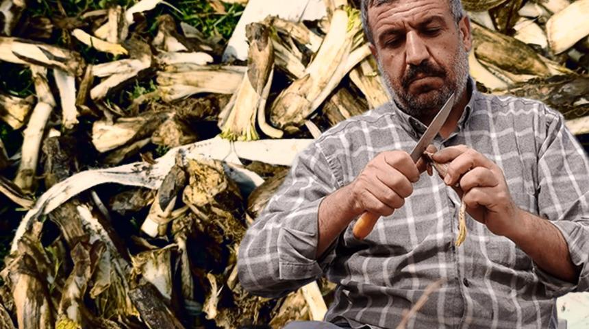  Yüksek kesimlerde kendiliğinden yetişiyor, sağlık açısından faydaları saymakla bitmiyor! Pazarda kilosu 15 ila 30 lira arasında