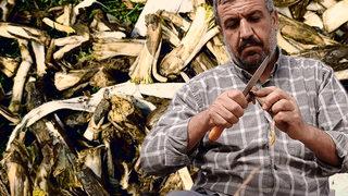  Yüksek kesimlerde kendiliğinden yetişiyor, sağlık açısından faydaları saymakla bitmiyor! Pazarda kilosu 15 ila 30 lira arasında