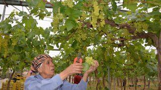 İçeriye 500, dışarı 1000 TL! Bu üzüm ile Türkiye’ye ‘döviz’ yağıyor! Yılın ilk hasadı…