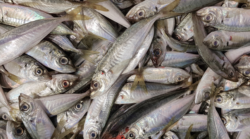 Almadan önce tekrar düşünün! Balık yerine plastik yiyor olabilirsiniz 
