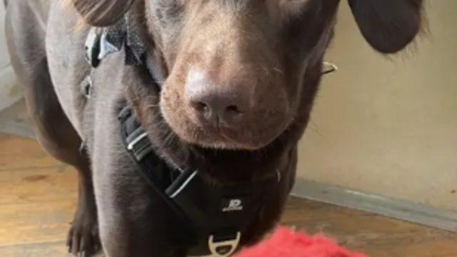 Sahibi öldükten sonra devamlı olarak alkol içen köpek alkolik oldu! Yoksunluk belirtileri yaşıyordu... Tedavi altına alındı