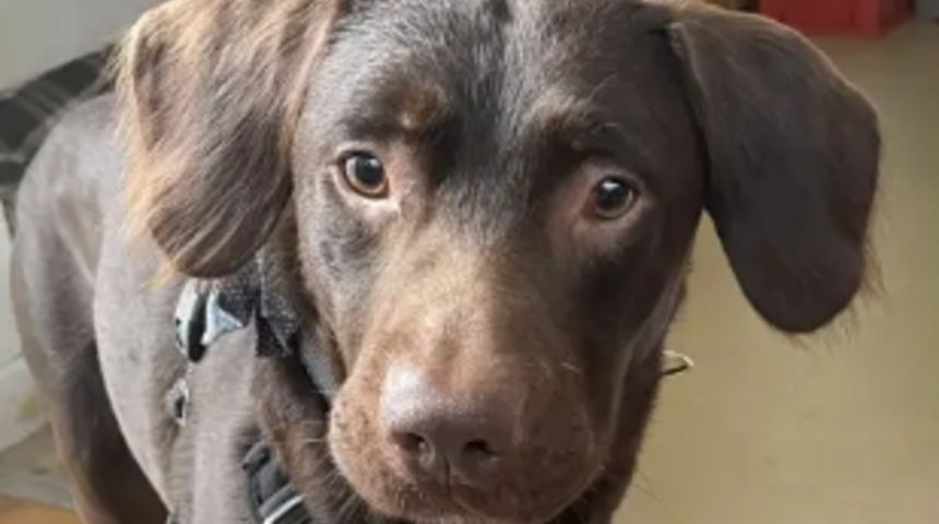 Sahibi öldükten sonra devamlı olarak alkol içen köpek alkolik oldu! Yoksunluk belirtileri yaşıyordu... Tedavi altına alındı