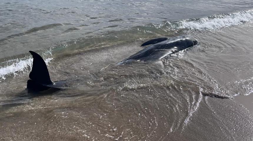 Mersin'de boz yunus kıyıya vurdu! Görenler telefona sarıldı