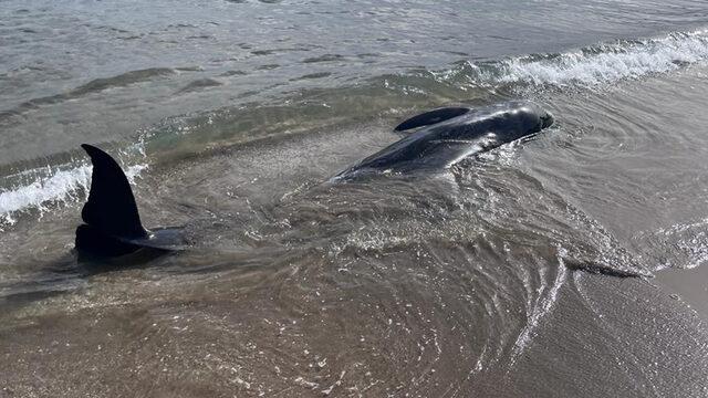 Mersin'de boz yunus kıyıya vurdu! Görenler telefona sarıldı