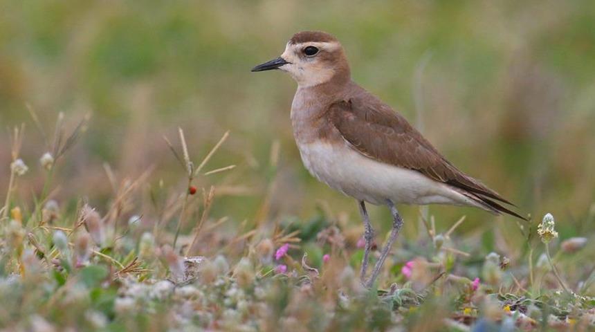 Doğu cılıbıtı, 113 yıl sonra Hatay'da görüldü!