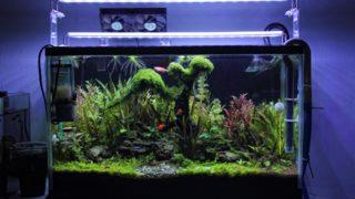 Akvaryumunuzun temizliği için mühim olan en iyi iç filtreler