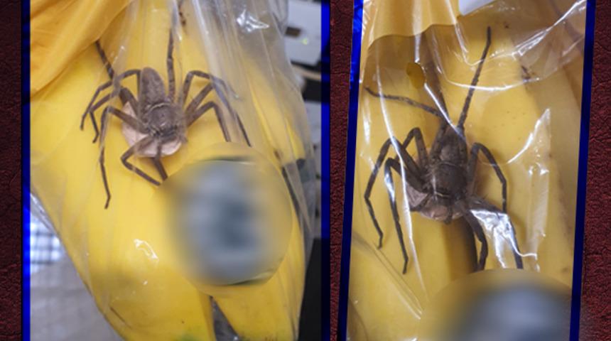 Marketten aldığı muzların içinde yumurta keseli örümcek buldu! Görünce gözlerine inanamadı