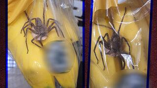 Marketten aldığı muzların içinde yumurta keseli örümcek buldu! Görünce gözlerine inanamadı