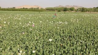 Taliban'dan et yasağı! Pazar günleri ne satılabilecek ne tüketilebilecek! Gerekçesi ise...